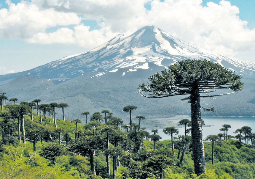 Araucaria araucana web