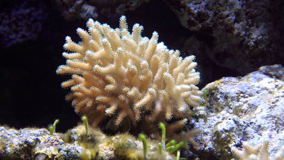 Coral tropical.web-1
