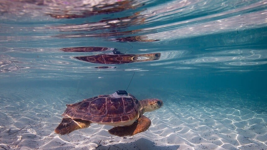 Tortuga mitjans ICBiBE