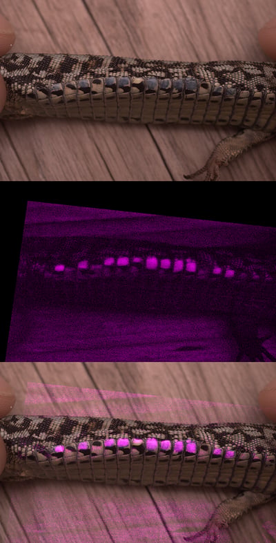 UV_web_lagartija_icbibe