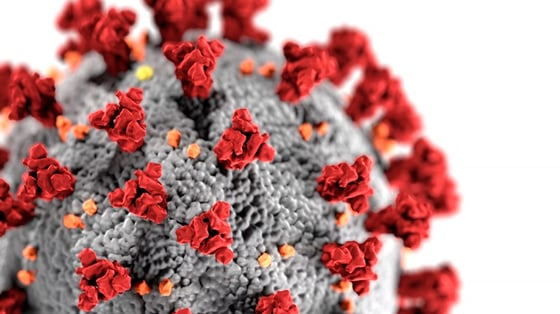 coronavirus.web