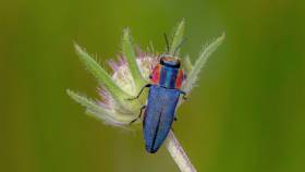 esc