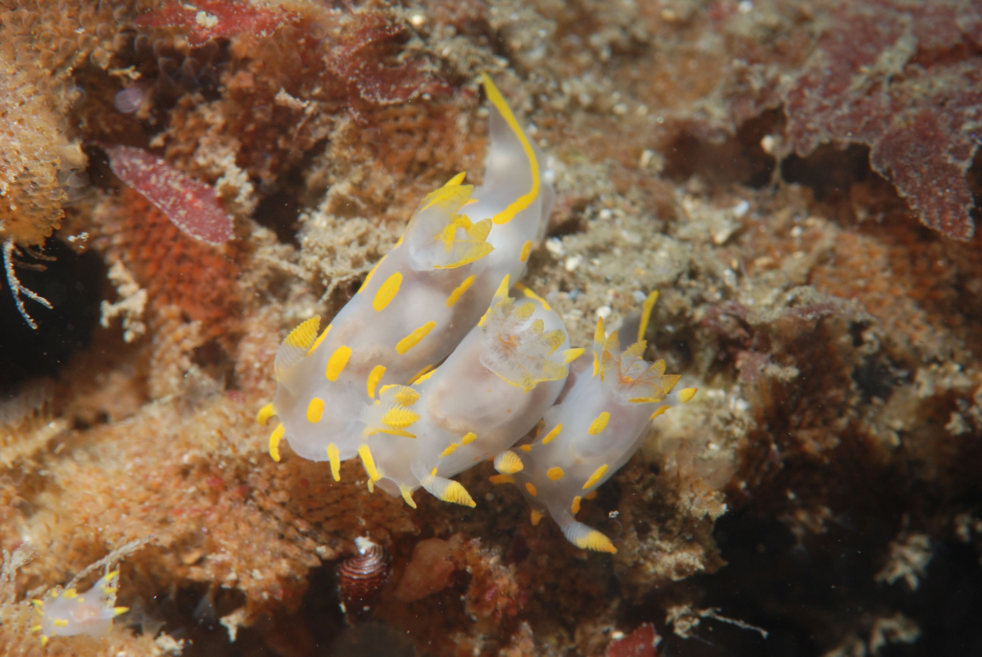nudibranquios_i2sysbio