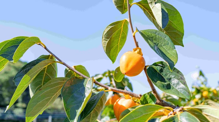 persiskin imagen de recurso