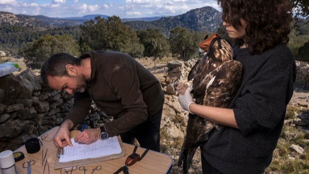 rapaces icbibe_02_ok